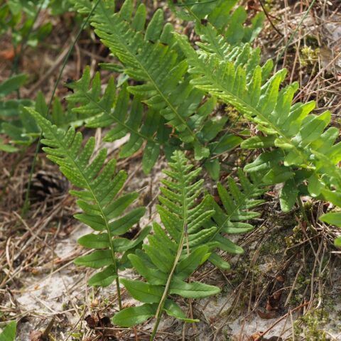 Polypodium vulgare