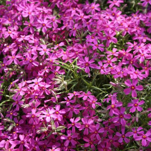 Phlox subulata "Atropurpurea"