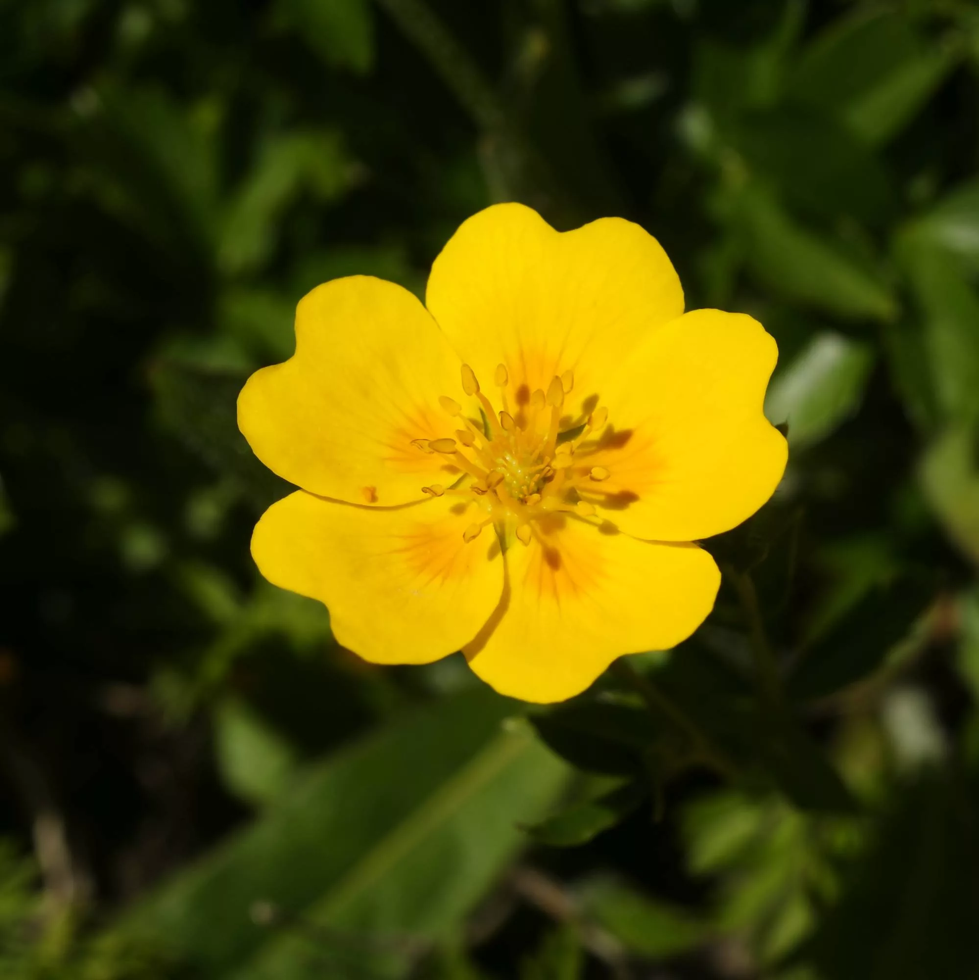 Potentilla aurea