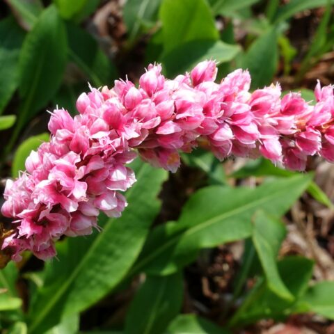 Persicaria affinis "Superba"