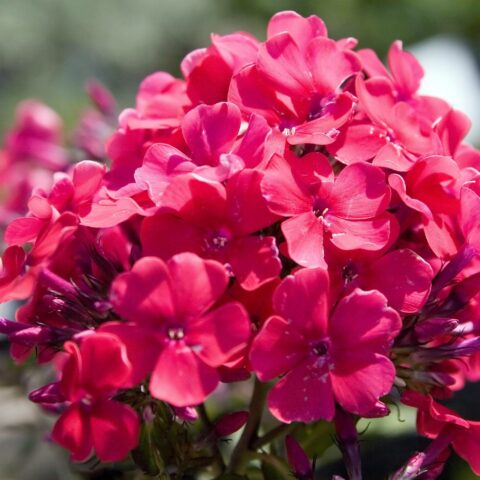 Phlox paniculata "Starfire"