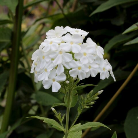 Phlox paniculata "Fujiyama"