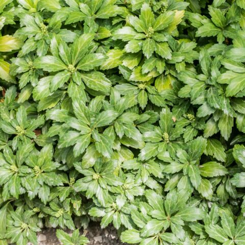 Pachysandra terminalis "Green Carpet"
