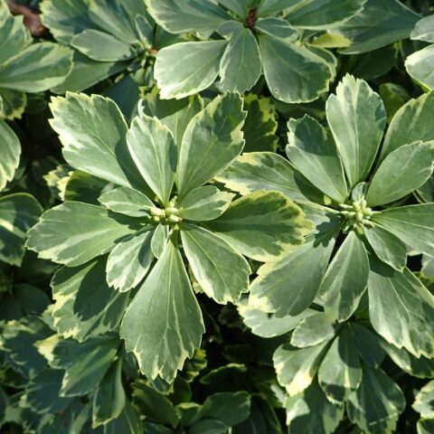Pachysandra terminalis "Variegata"