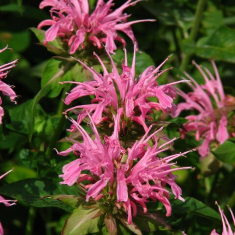 Monarda "Croftway Pink"
