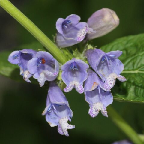 Nepeta subsessilis