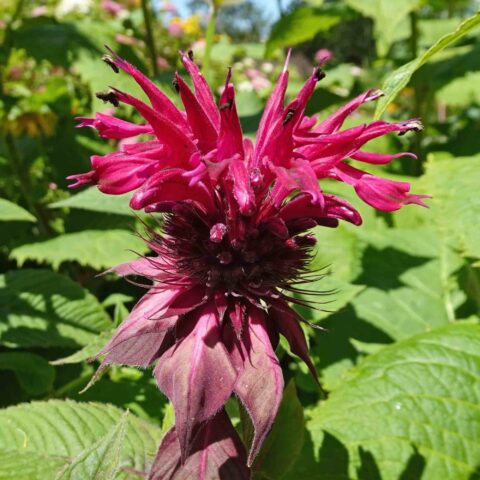 Monarda "Cambridge Scarlet"