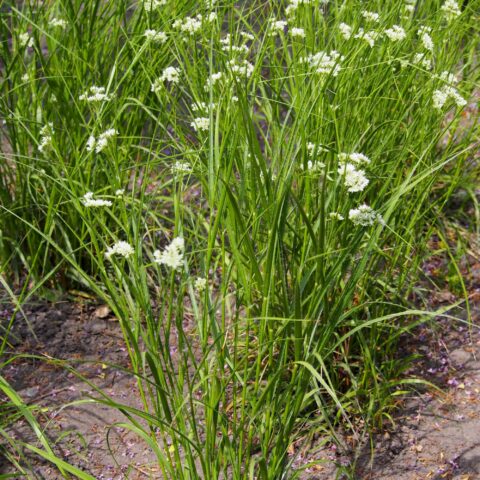 Luzula nivea