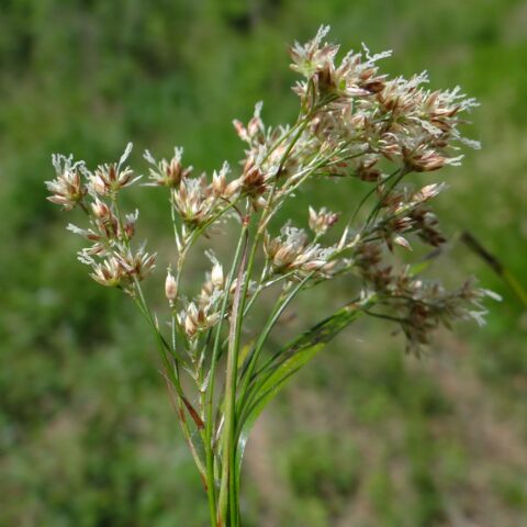 Luzula sylvatica