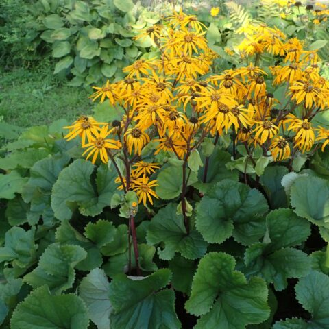 Ligularia dentata