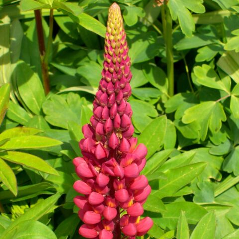 Lupinus polyphyllus "Edelknabe"