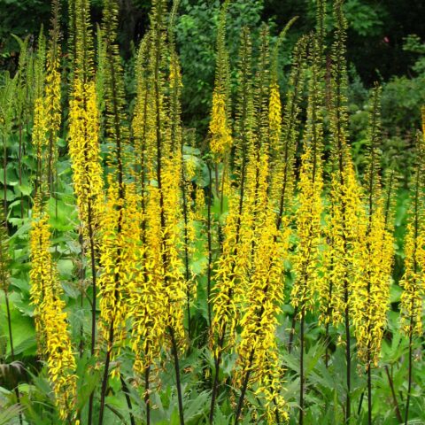 Ligularia przewalskii