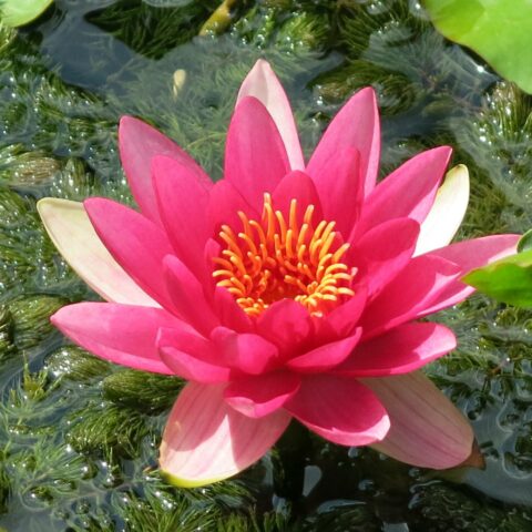 Nymphaea "Escarboucle"
