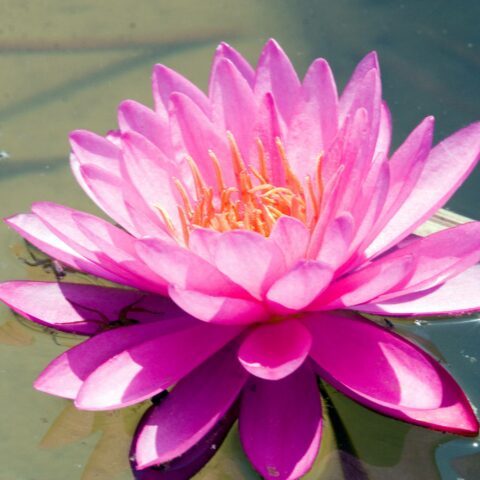 Nymphaea "Laydekeri Lilacea"