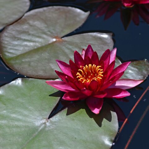 Nymphaea "Atropurpurea"