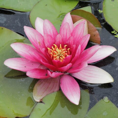 Nymphaea "Charles de Meurville"