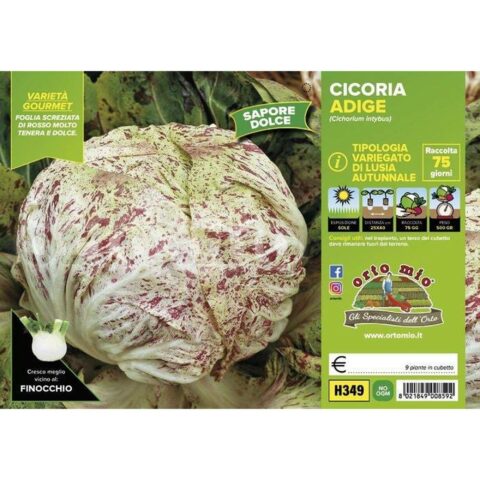 Cicoria e Radicchiovariegato di Lusia autunnale "Adige"