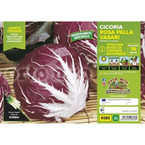 Cicoria e Radicchio Rosso di Chioggia autunnale "Vasari F1"