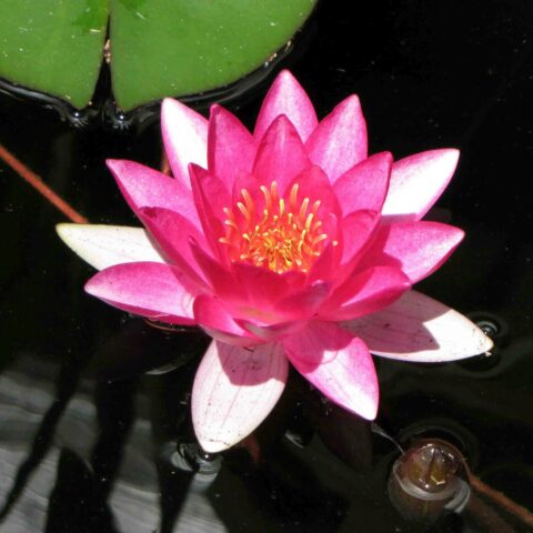 Nymphaea "Laydekeri Fulgens"