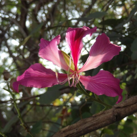 Bauhinia x blakeana