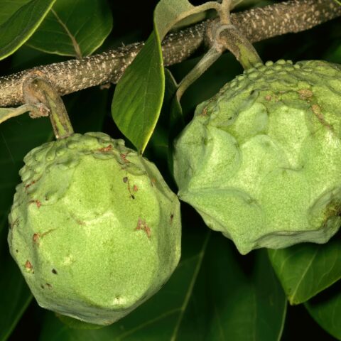 Annona cherimola "Cumbe"