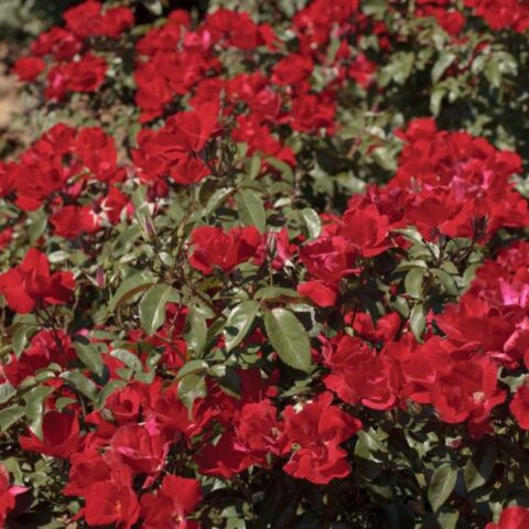 La Sevillana Plus
