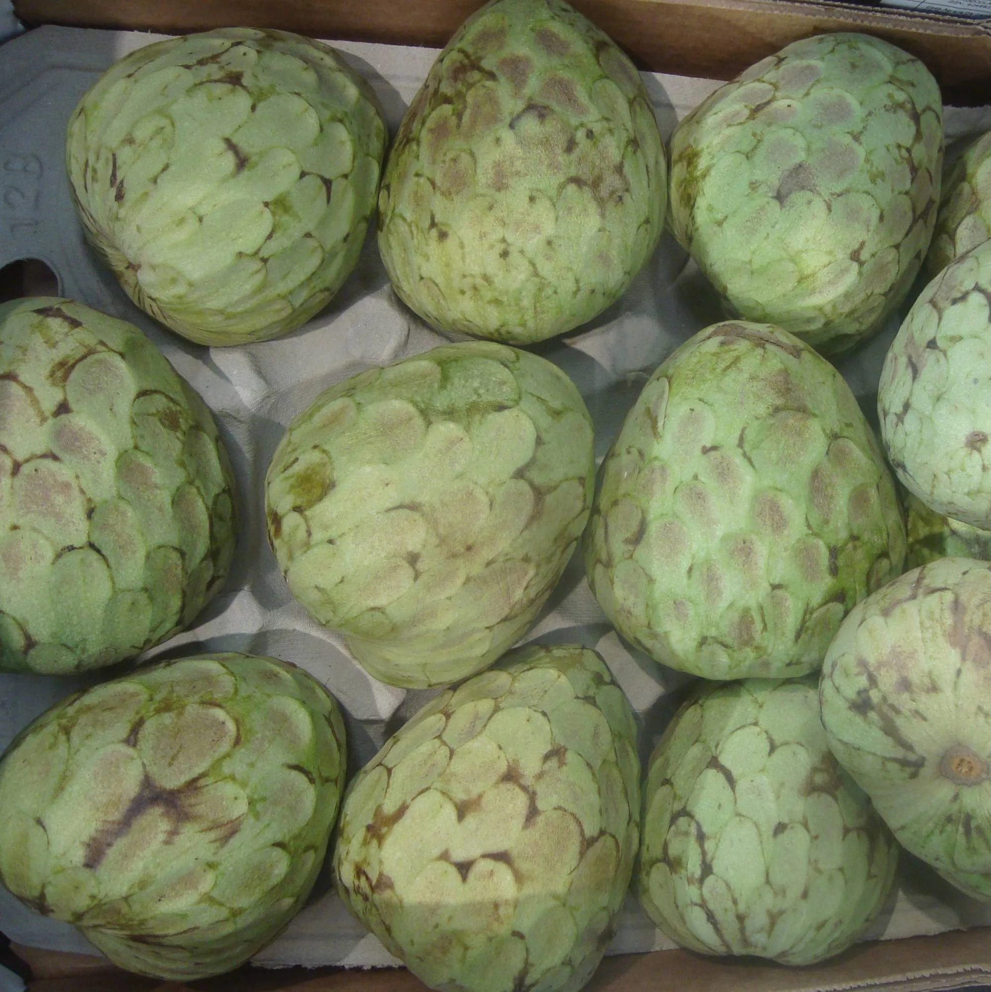Annona cherimola "El Bumpo"