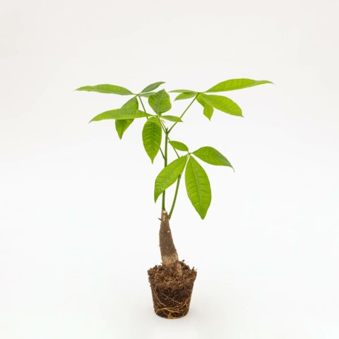 Pachira aquatica Baby Plant