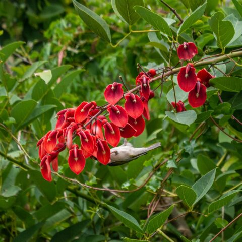 Erythrina crista-galli