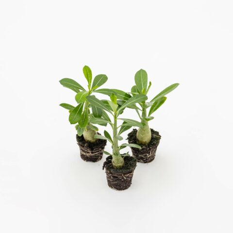 Adenium obesum Baby Plant in variet