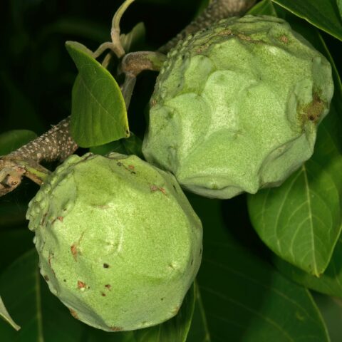Annona cherimola "Campas"