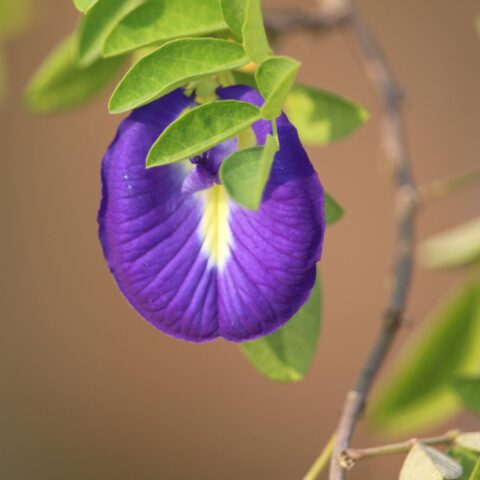 Clitoria ternatea