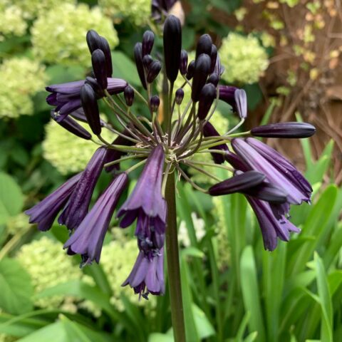 Agapanthus africanus "Black Magic"