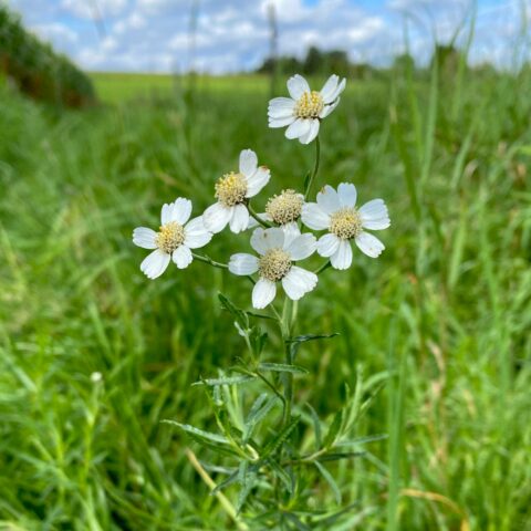 Achillea ptarmica