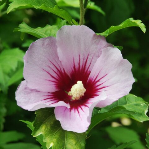Hibiscus syriacus "Hamabo"