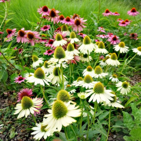 Echinacea in variet
