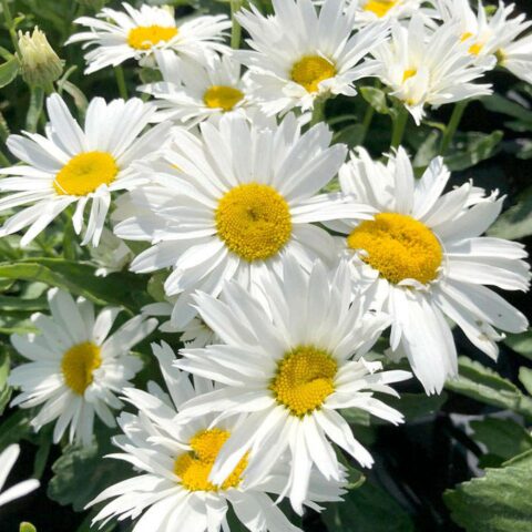 Leucanthemum maximum "Madonna"