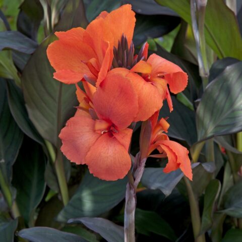 Canna indica "Cannova Bronze Orange"