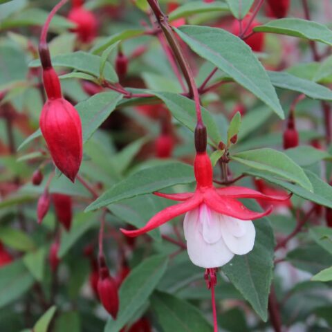 Fuchsia "Madame Cornlissen"