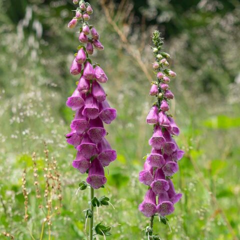 Digitalis purpurea "Pollux Purple"