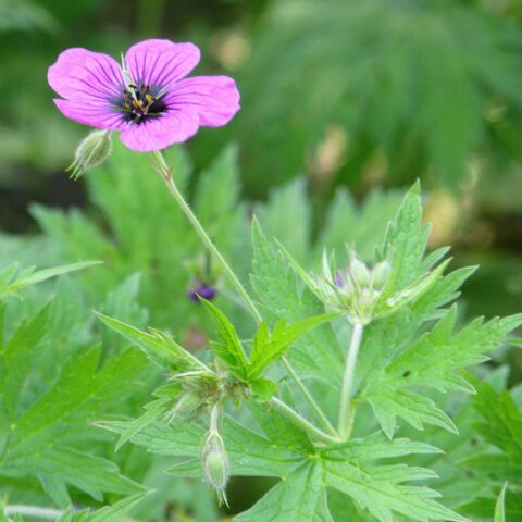 Geranium macrorrhizum "Ingwersen"