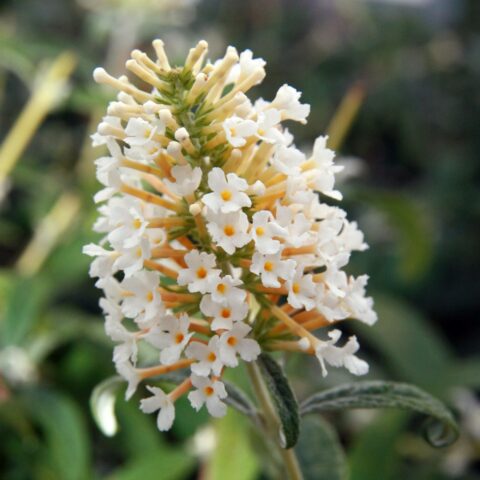Buddleja davidii "White Ball"