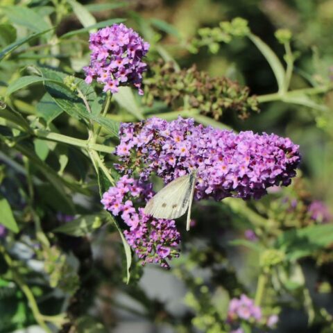Buddleja davidii "Lilac Chip"