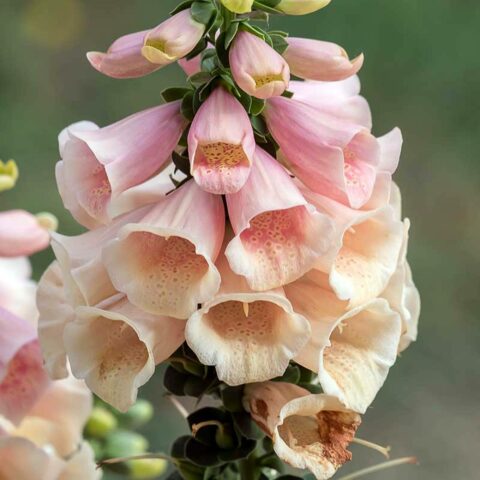 Digitalis purpurea "Pollux Peach"