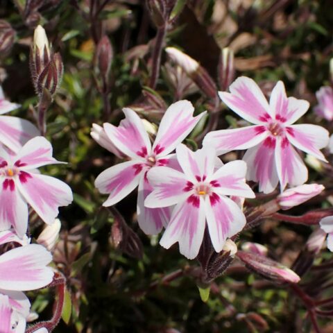 Phlox subulata "Candy Stripe"