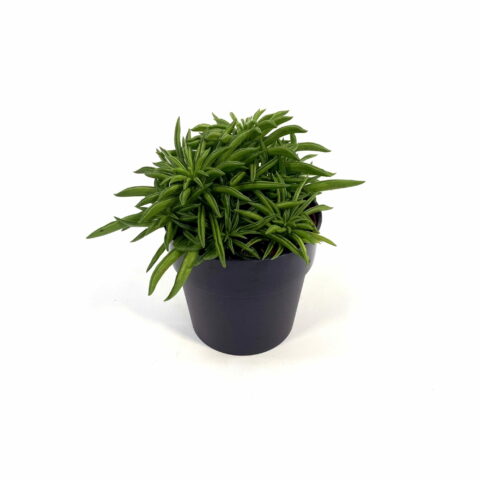Peperomia ferreyrae "Happy Bean"
