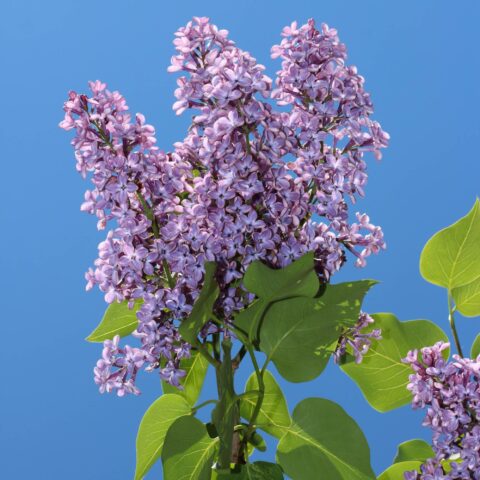 Syringa vulgaris