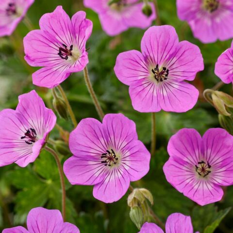 Geranium "Kelly Anne"