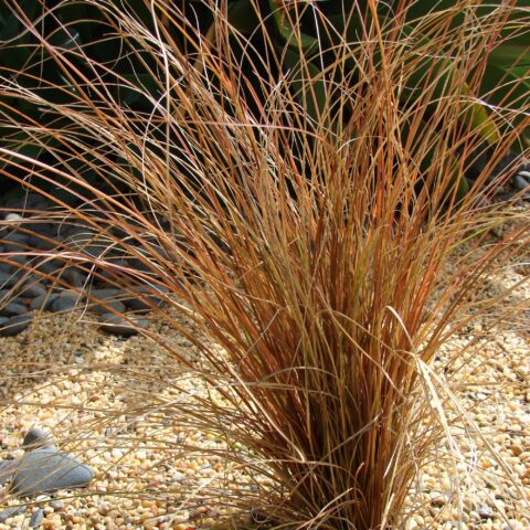 Carex comans "Bronco"