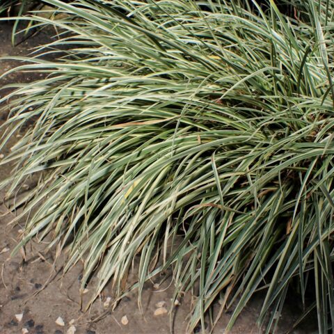 Acorus gramineus "Variegatus"